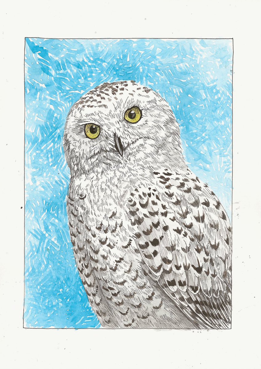 AtelierGeeraets's tweet image. Dit is een sneeuwuil. Hij kijkt raar, maar ja.. 

‘The owls are not what they seem’
29,7 x 21 cm 
Inkt en aquarel op papier
