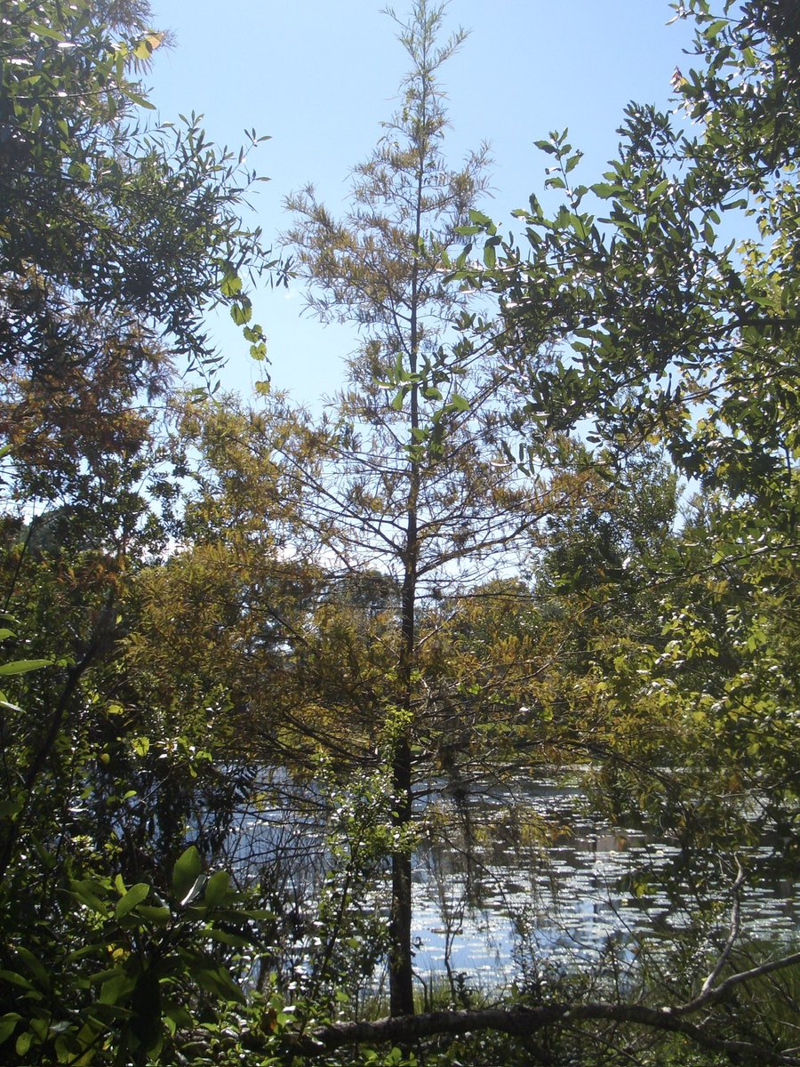 laffodiI's tweet image. thrifted a new old camera and it only knows how to take pictures of trees  I can’t even complain