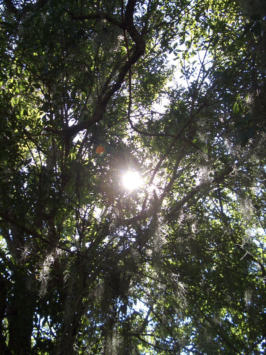 laffodiI's tweet image. thrifted a new old camera and it only knows how to take pictures of trees  I can’t even complain