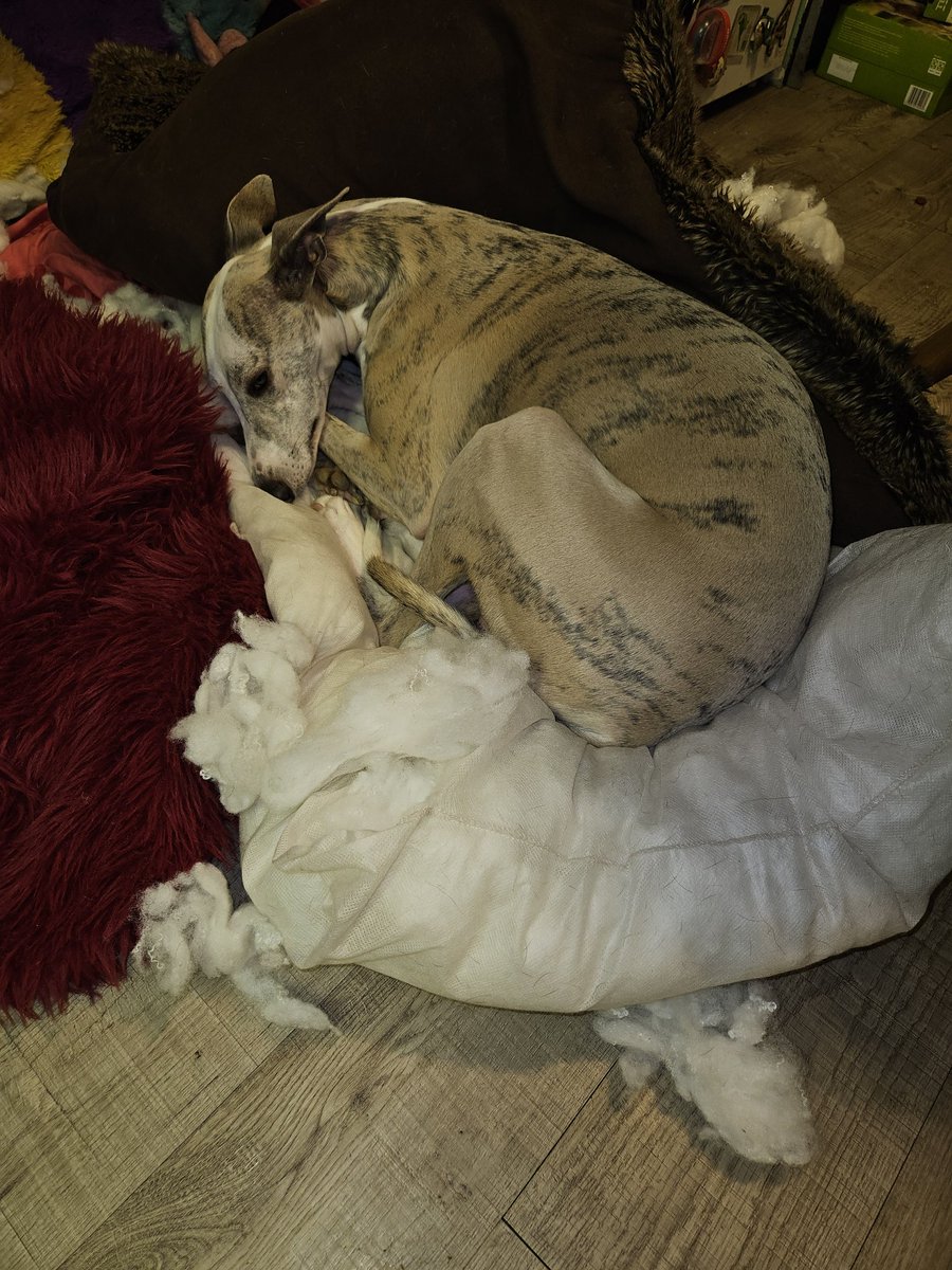 CooperWhippet's tweet image. While mum was assembling her pj&apos;s pattern I decided to assemble my bed to my liking literally behind her 😂😂🐾🐕💙