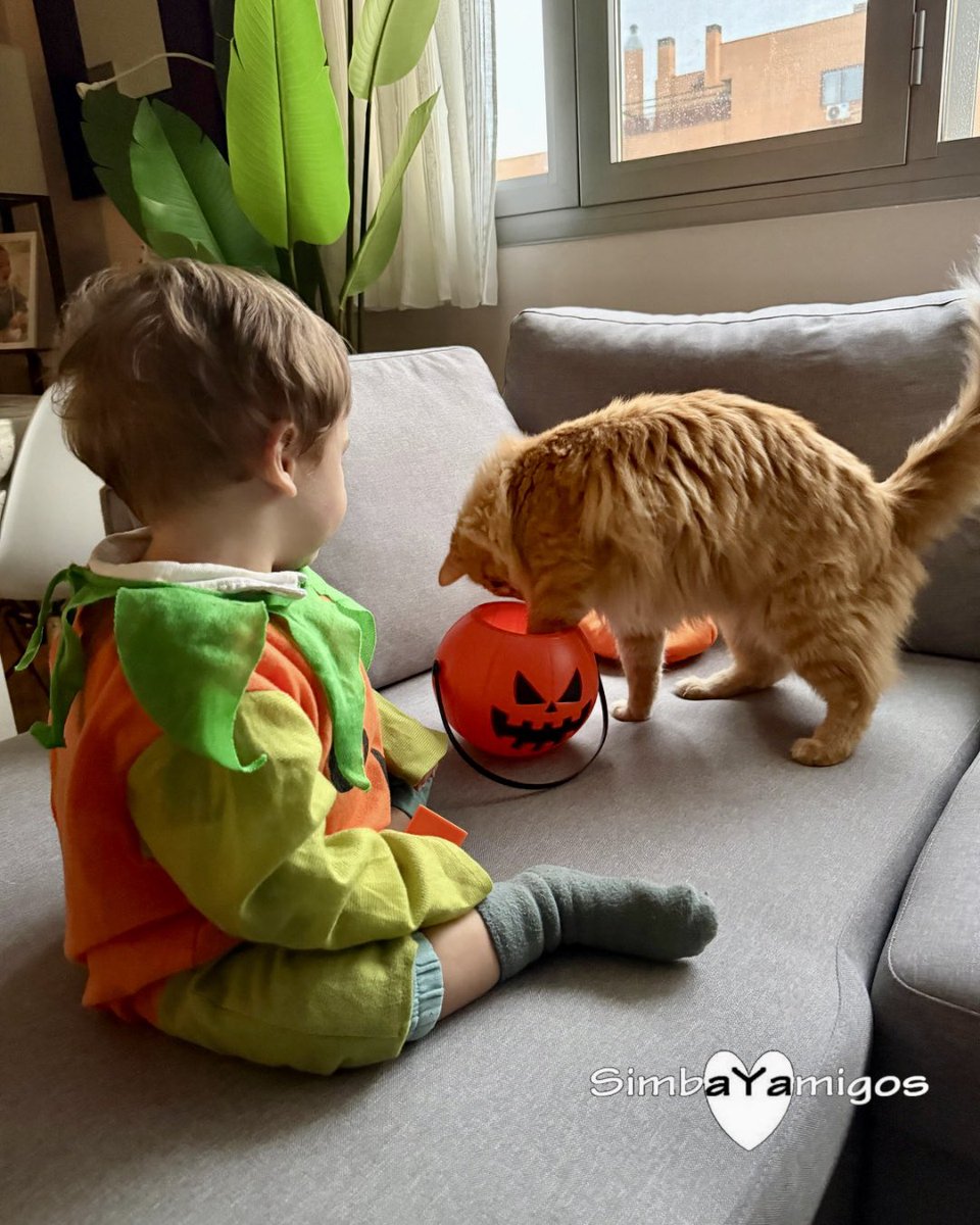simbayamigos's tweet photo. Tocaba fin de semana de calabazas🙀👶🏼🎃
¿Tú también acabaste disfrazado?😸
#halloween #calabaza #truckortreat #trucootrato #gato #bebe #kitty #baby #cats #niños #halloweenparty #gatosdelmundo #gatos #calabazas #pets #children #gatosespaña #miau #meow #susto #simba #simbayamigos https://t.co/eji2B7cT8r