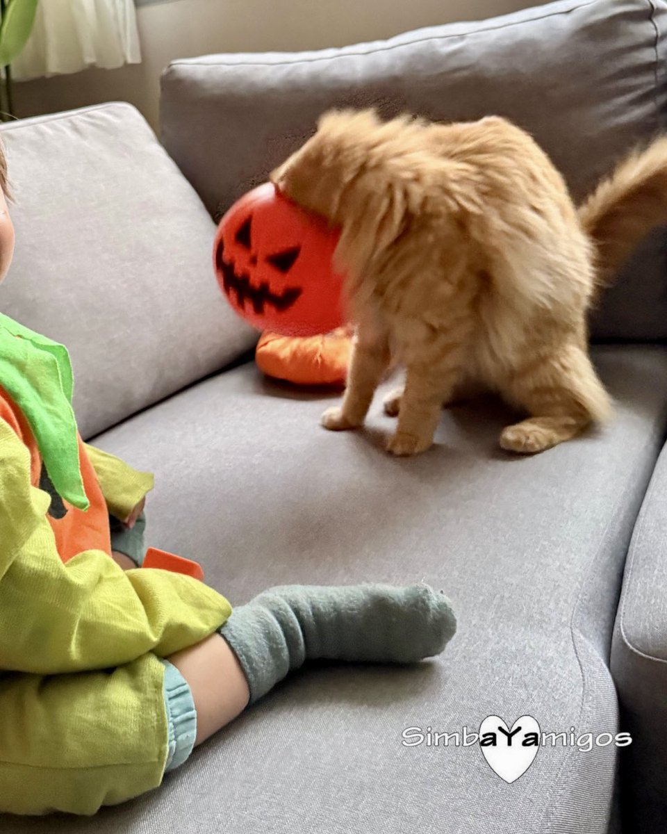 simbayamigos's tweet photo. Tocaba fin de semana de calabazas🙀👶🏼🎃
¿Tú también acabaste disfrazado?😸
#halloween #calabaza #truckortreat #trucootrato #gato #bebe #kitty #baby #cats #niños #halloweenparty #gatosdelmundo #gatos #calabazas #pets #children #gatosespaña #miau #meow #susto #simba #simbayamigos https://t.co/eji2B7cT8r