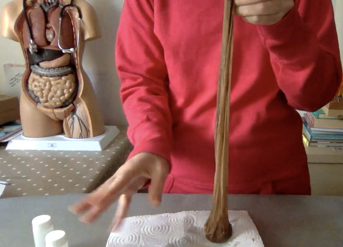 DrJoScience's tweet image. Hands-on, experiential modelling of the journey through the digestive system today #Year4 #PrimaryScience - a brilliant way to get children engaged in the topic and to sneak in lots of vocabulary, content, and uncover misconceptions
🦷👅🧍💩
#DigestiveSystem #ScienceIsEverywhere