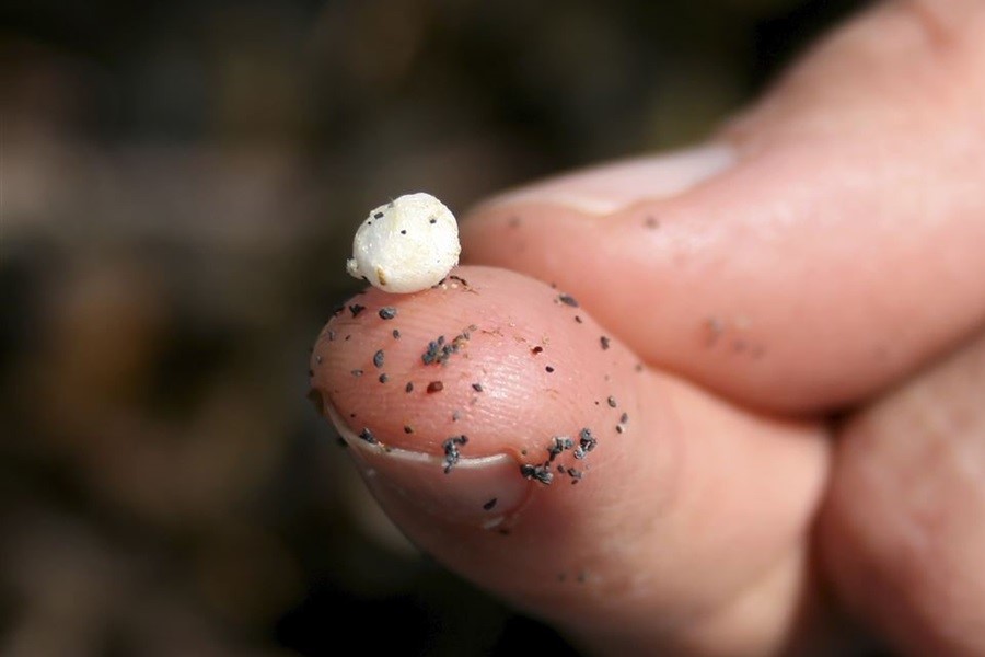 WetTribe's tweet photo. Oysters, as filter feeders, retain microplastics (MPs), making them bioindicators of environmental contamination and a potential risk to human health. Research confirmed contamination is widespread, with all oysters analyzed containing MPs. #WetTribe #MicroplasticsMonday #Oysters https://t.co/lbL3G6XbWw
