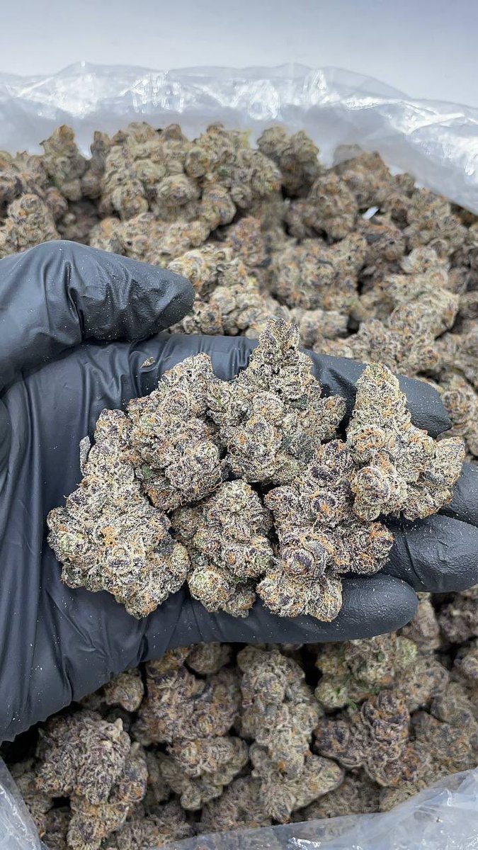 G.I.A. EXOTICS tweet media