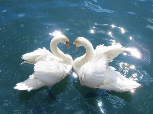 LovelyCuteDaily's tweet photo. https://t.co/zrq2rk5tA7
