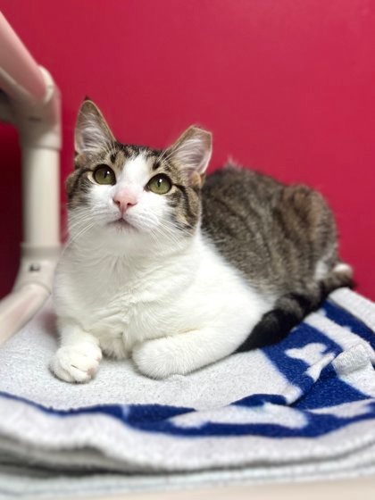 Two things Apple Cinnamon loves: eating and being around people! This sweet brown tabby with white feet is a gentle soul. Once he warms up, he'll show his fur-ever family how sweet and friendly he can truly be. 

Sound like a good match? Apply to adopt: heyor.ca/1ncNu1