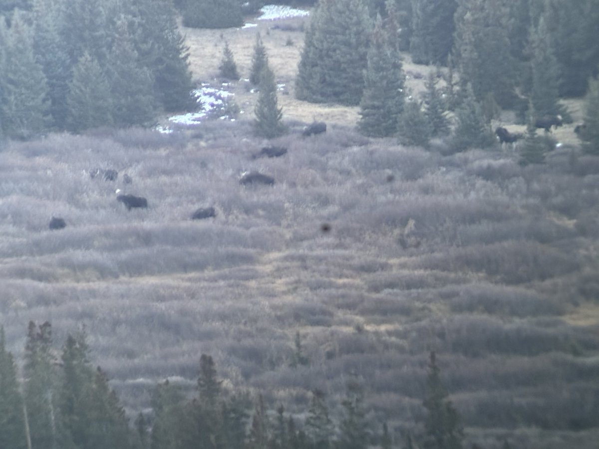 Holy cows! That’s a lot of moose! We count 11 in this photo from near Mount Blue Sky alone.