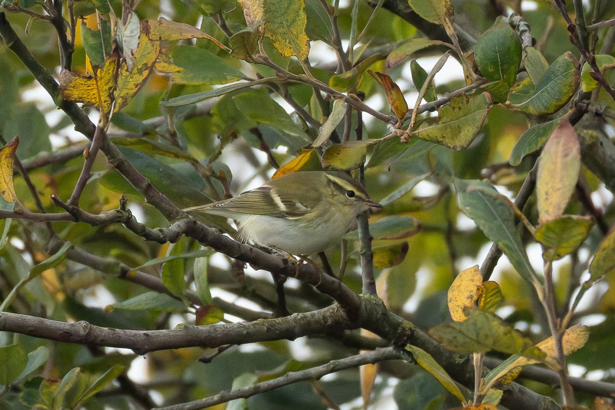 Definitely not a showy bird, but at least I managed to get a decent view of it on a quick lunch return to Leasowe Lighthouse today. The yellow-browed warbler was still in exactly the same bush as yesterday, even calling a bit more today <a href="/CAWOSBirding/">Cheshire & Wirral Ornithological Society</a> <a href="/wirralbirdclub/">Wirral Bird Club</a>