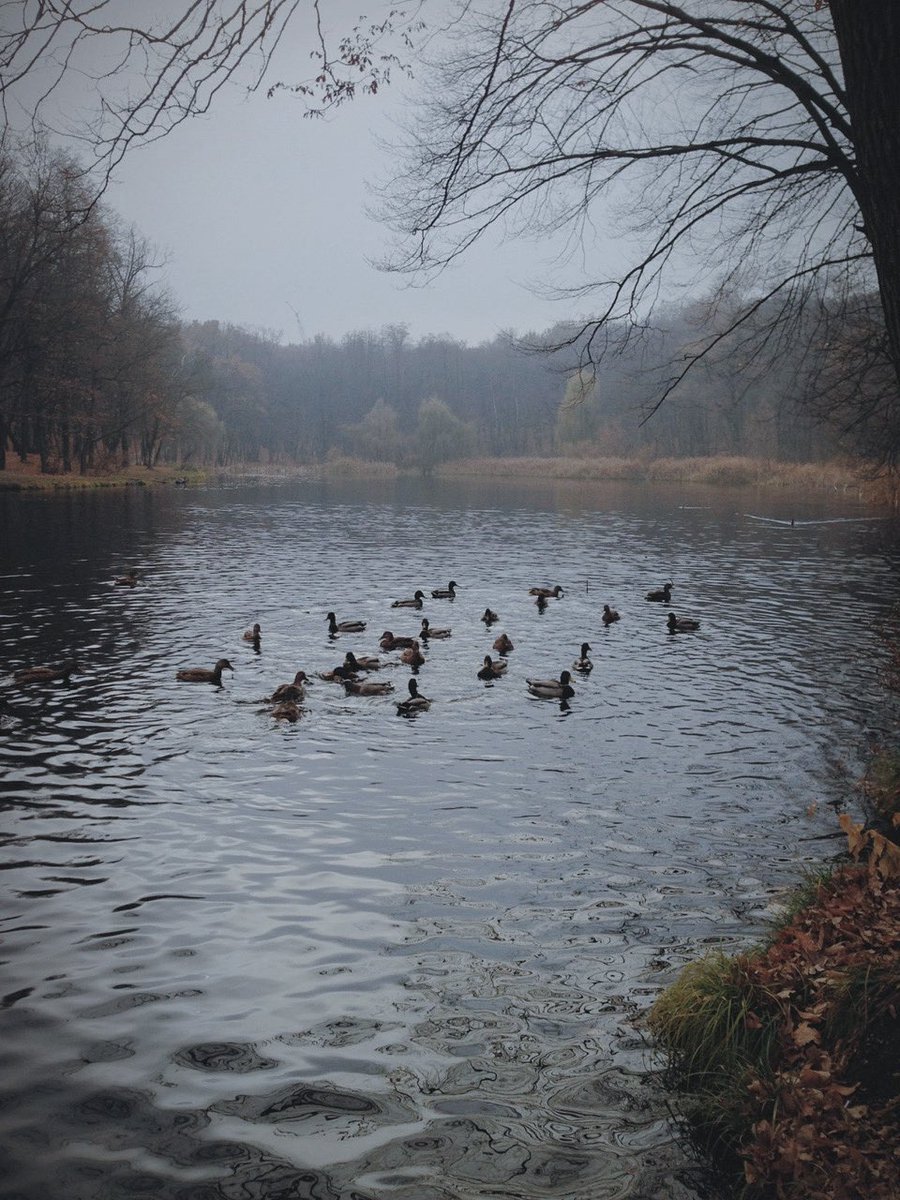 liliesarrayed's tweet image. 