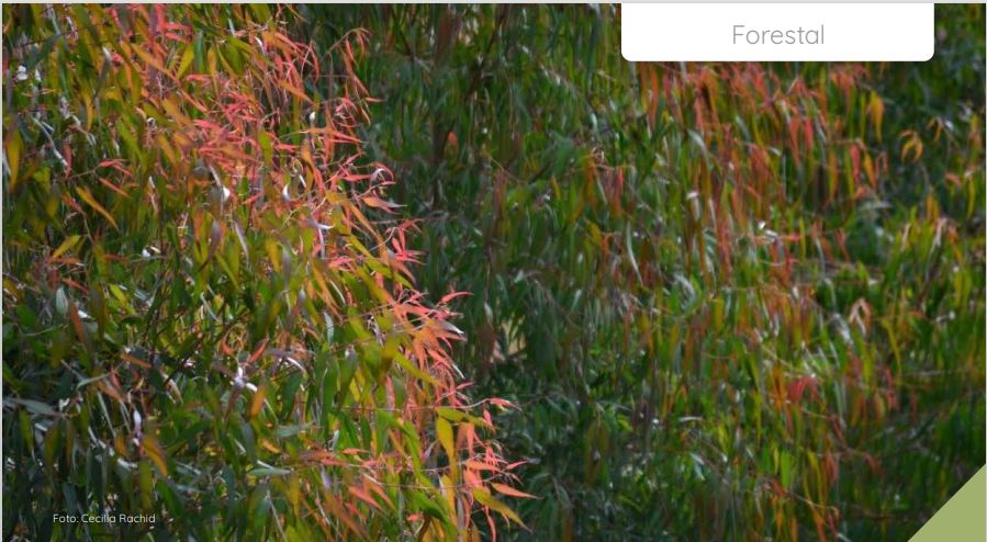 NOVEDADES REVISTA INIA
✅Crecimiento de Eucalyptus Smithii en ensayos de orígenes y progenies.
▶️inia.uy/sites/default/…