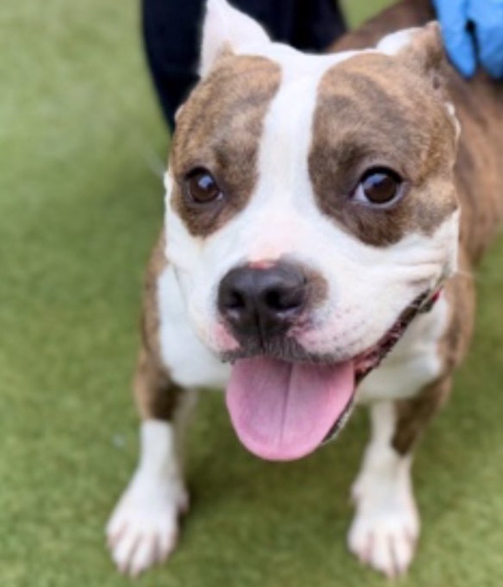 🩷 S͙U͙G͙A͙ S͙U͙G͙A͙ 🩷
#238021 #MACC 3 Yr F
Relisted TBK 11/04
She’s showing signs of fear, anxiety &amp; stress. She’s a 3 yr cuddle bug who needs all adult 🏡. Slow intros 2 new people/places, build her trust, she will thrive🩷#Adopt #Foster #Pledge4Rescue
nycacc.app/browse/238021