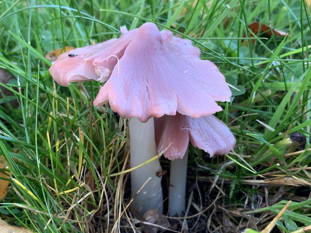 JnnyHarris's tweet photo. Since we started doing #NoMowMay in 2020, I’ve been hoping for an orchid to pop up in my lawn. But I’ll take two Pink Waxcap (Porpolomopsis calyptriformis)!
AKA Ballerina Waxcap… of course they are 🩰
#MushroomMonday #fungi #mushrooms https://t.co/ofmi1Jnezm
