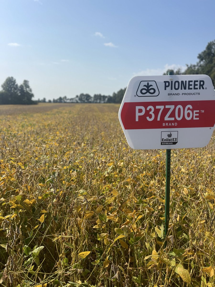 PattenAaron's tweet image. #ILOVETHESEBEANZ 
awesome standability and yield!!