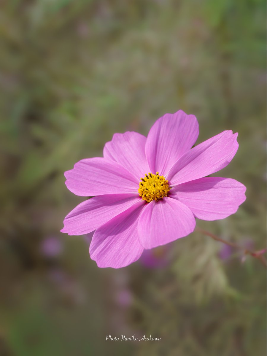 Yumiko ♡様 Yumiko (@m2_yumiko) / Posts / X