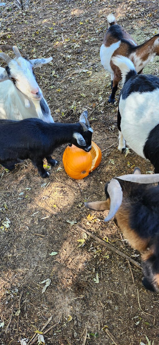 4 free pumpkins. Gave them one. They came, they sniffed, they walked away. Pickiest dang goats ive ever had. Now I have 3 pumpkins to figure out what to do with.