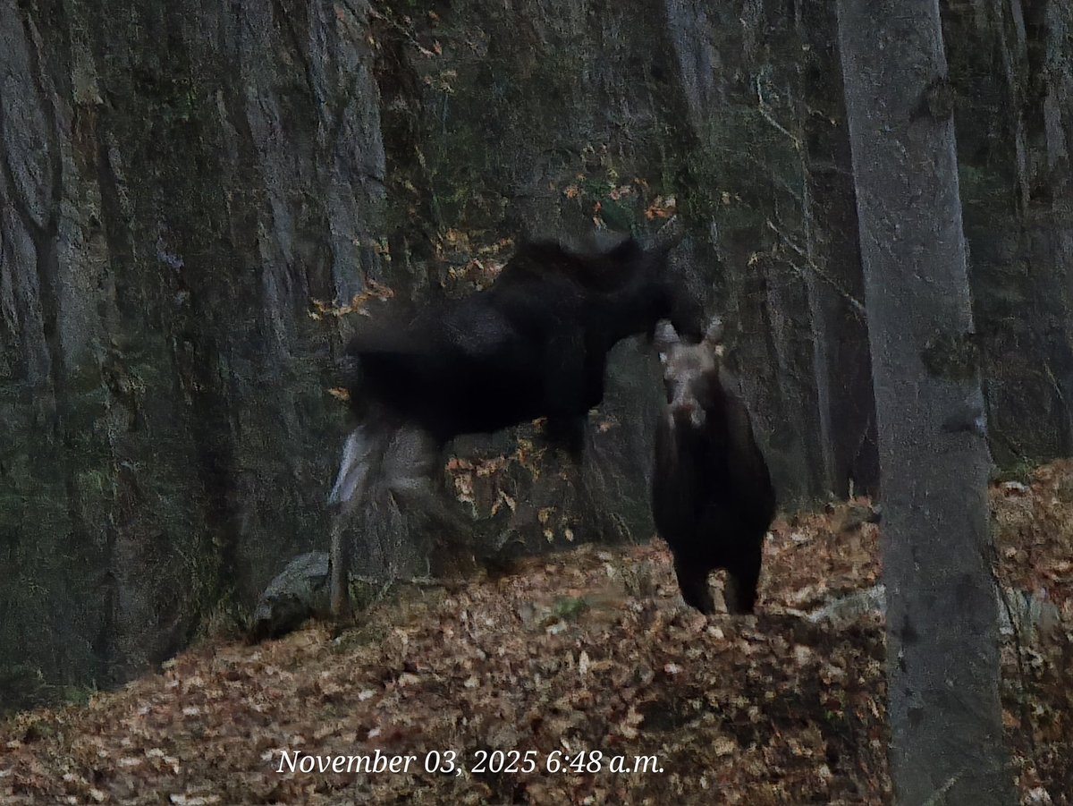Annual UofGuelph gang get-together at EdgeOfAlgonquin. Sun, snow, sleet, and at daybreak this morning, a moose cow and calf (as viewed from the camp).