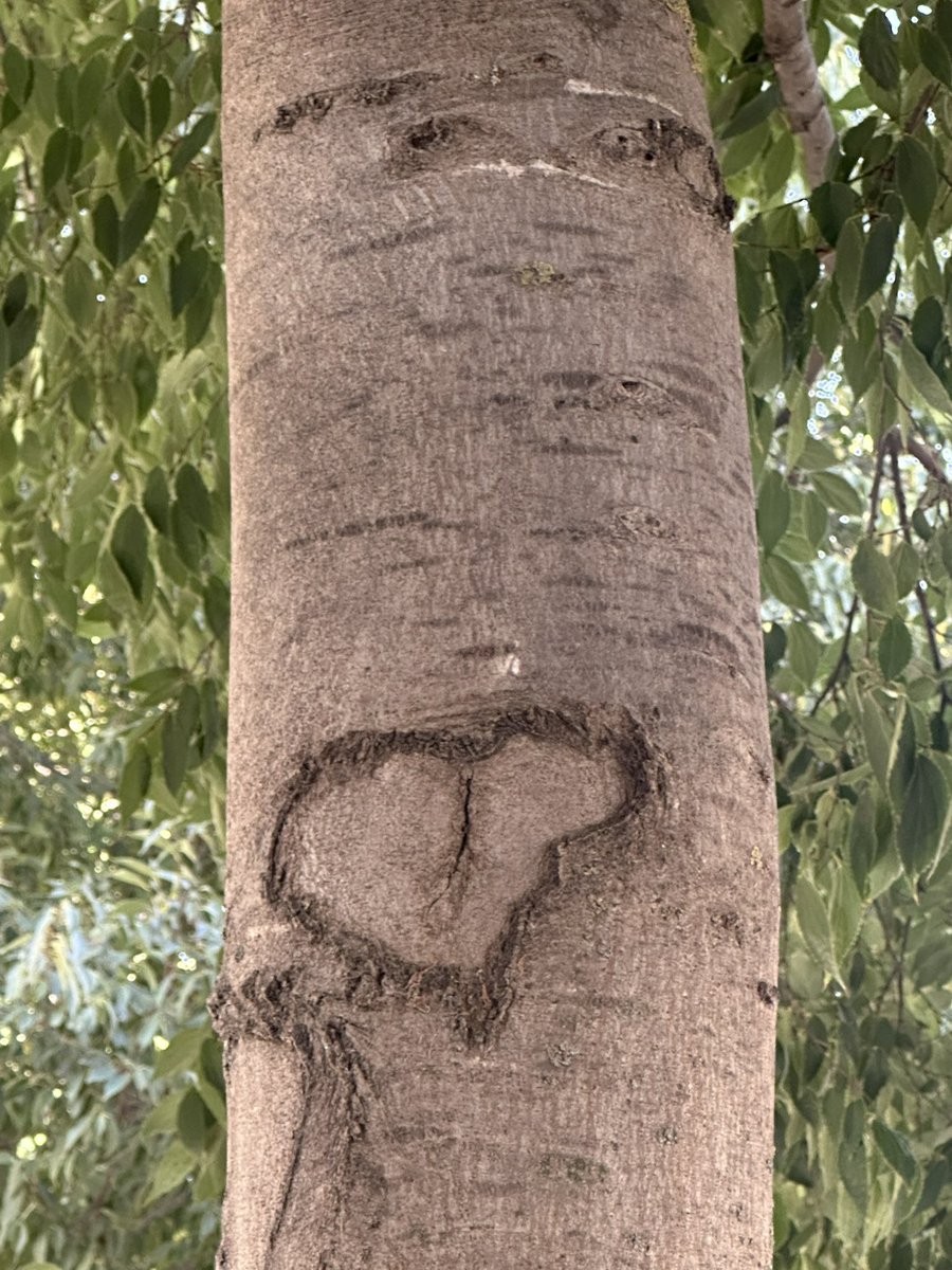 Almeces de Toledo 🌳 tweet media