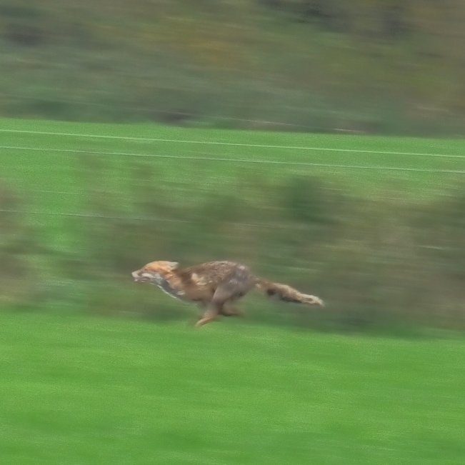 NDHuntSabs's tweet image. The BSV have absolutely terrorised this poor fox today and sadly we do not know their fate.  Hounds were going crazy in a dense thicket surrounding a stream. Eventually the very muddy fox got out. A sab was able to slow the dogs, but sadly not stop them. With @mendiphuntsabs