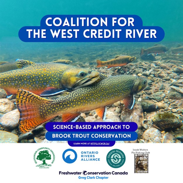 belfountainca's tweet photo. UPDATE: Brook Trout, Wastewater &amp; the West Credit River - *https://t.co/gD9ru7wKQt* https://t.co/UFXPnJxZnt