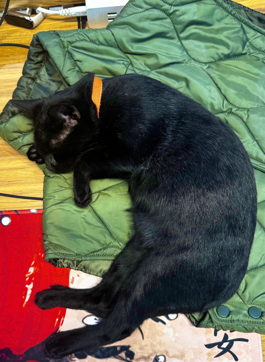 Ofise stajyer aldık.
Henüz işe hakim değil ama özgüveni sağlam.
Ekiple tanıştı, biraz çalıştı, ve... 30 dk sonra götü kıvırıp uyudu.
Takım ruhu var, severiz. 💼 🐈‍⬛ 💤