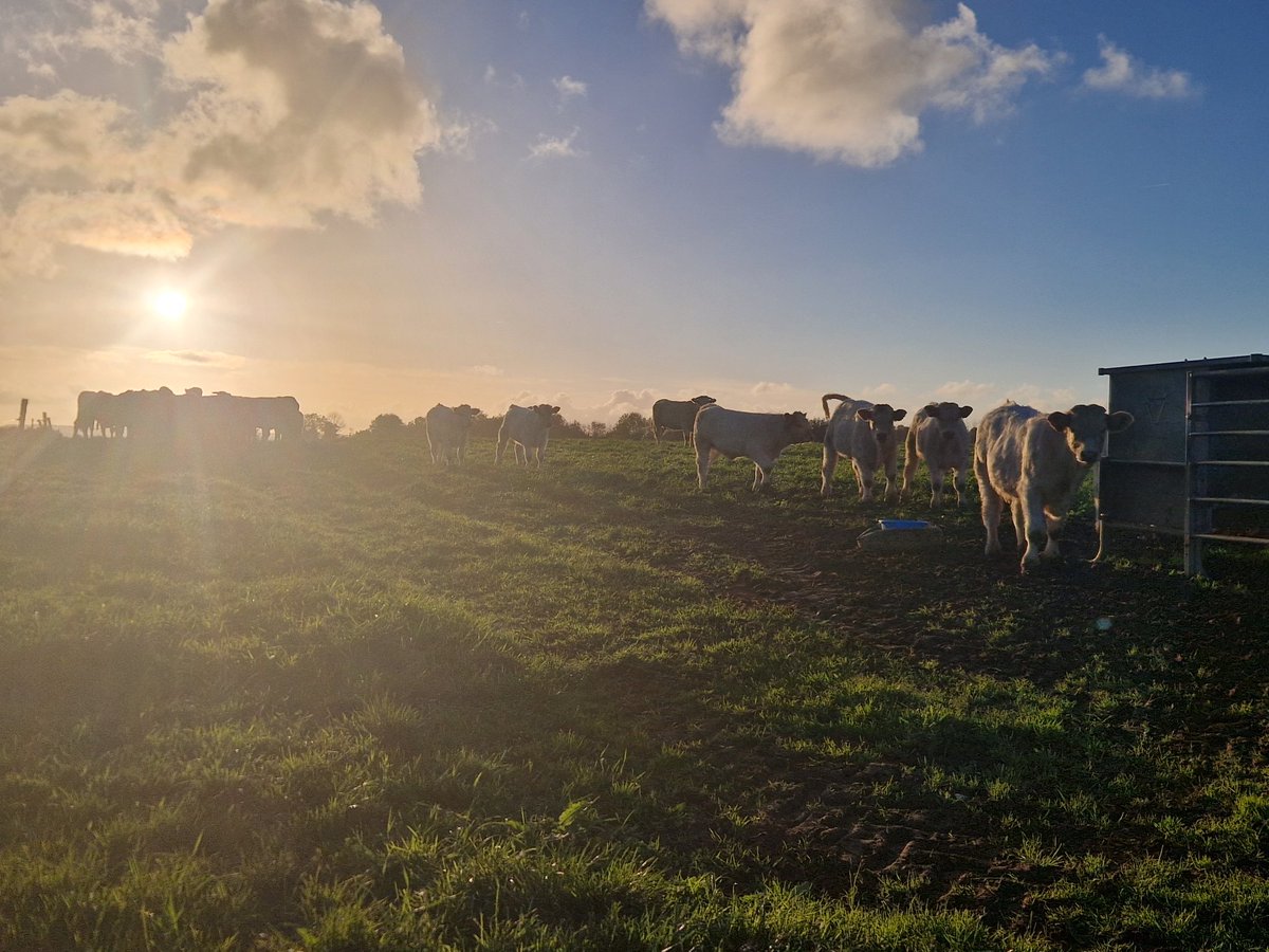 Malgré la pluie de ces dernières semaines et pour la saison il y a encore beaucoup d'herbe donc on continue le pâturage. Ici mon dernier lot de veaux de printemps et le temps est encore à la pousse malgré tout
#ceuxquifontlaviande