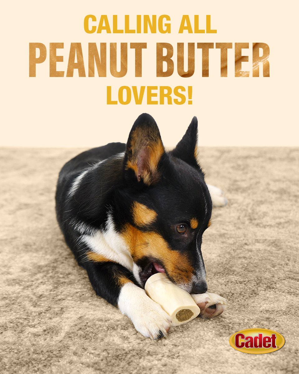 CadetPet's tweet image. Is your dog pumped for #NationalPeanutButterLoversMonth? 🥜 Treat them to an extra-special chew: Stuffed Shin Bones with peanut butter flavor! bit.ly/3J3Sgg8

#CadetPet #dogchews #happydog #dogtreats