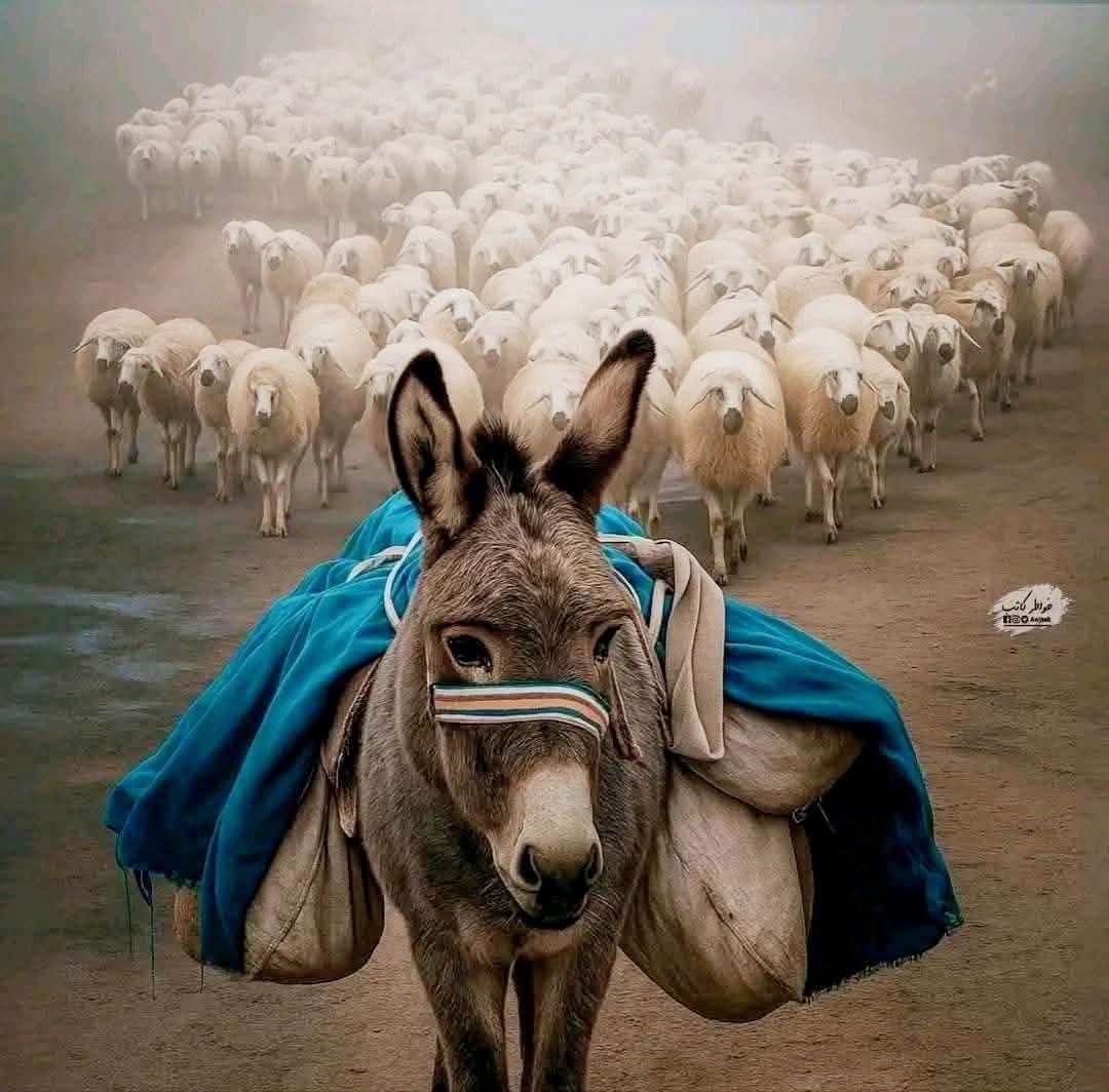 كلما زاد عدد القطيع زادت ثقة الحمار بنفسه ."

- The bigger the herd, the greater the donkey's confidence."