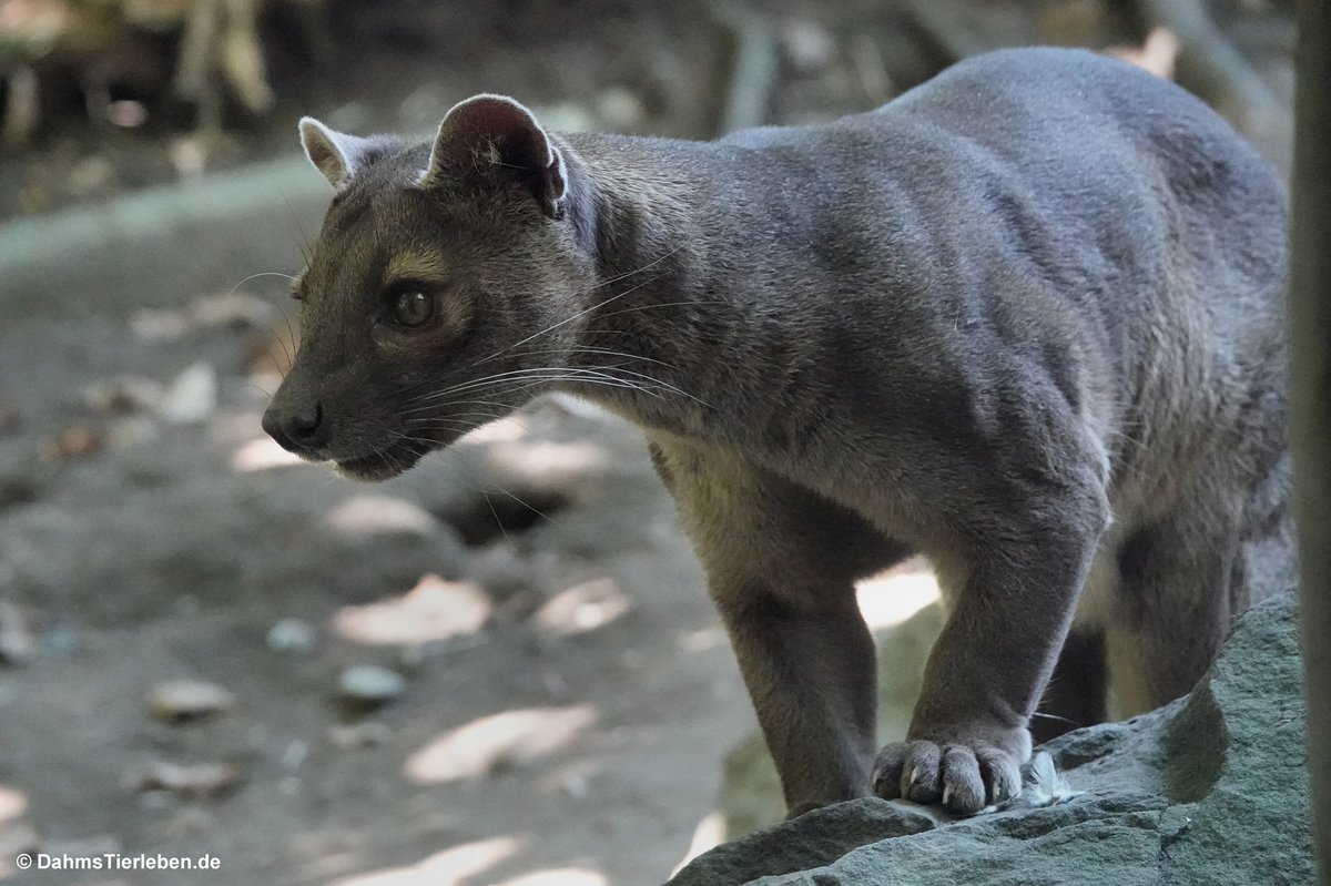 DahmsTierleben's tweet photo. Fossa (Cryptoprocta ferox) aus dem Zoo Duisburg. Informationen und viele Bilder aus Duisburg auf unserer Webseite: https://t.co/VWBmK5FbCV https://t.co/gRAmUyKKqz