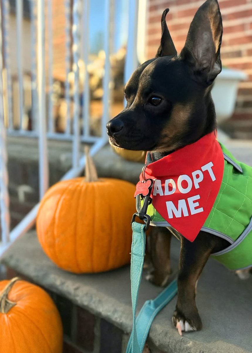 Mighty Mouse
French Bulldog mix | 19 months | 13 lbs

Meet Mighty Mouse: a tiny, confident, hilarious little hero. Once a scrappy survivor, now a proud couch-guardian with a dramatic streak and a fierce love👇