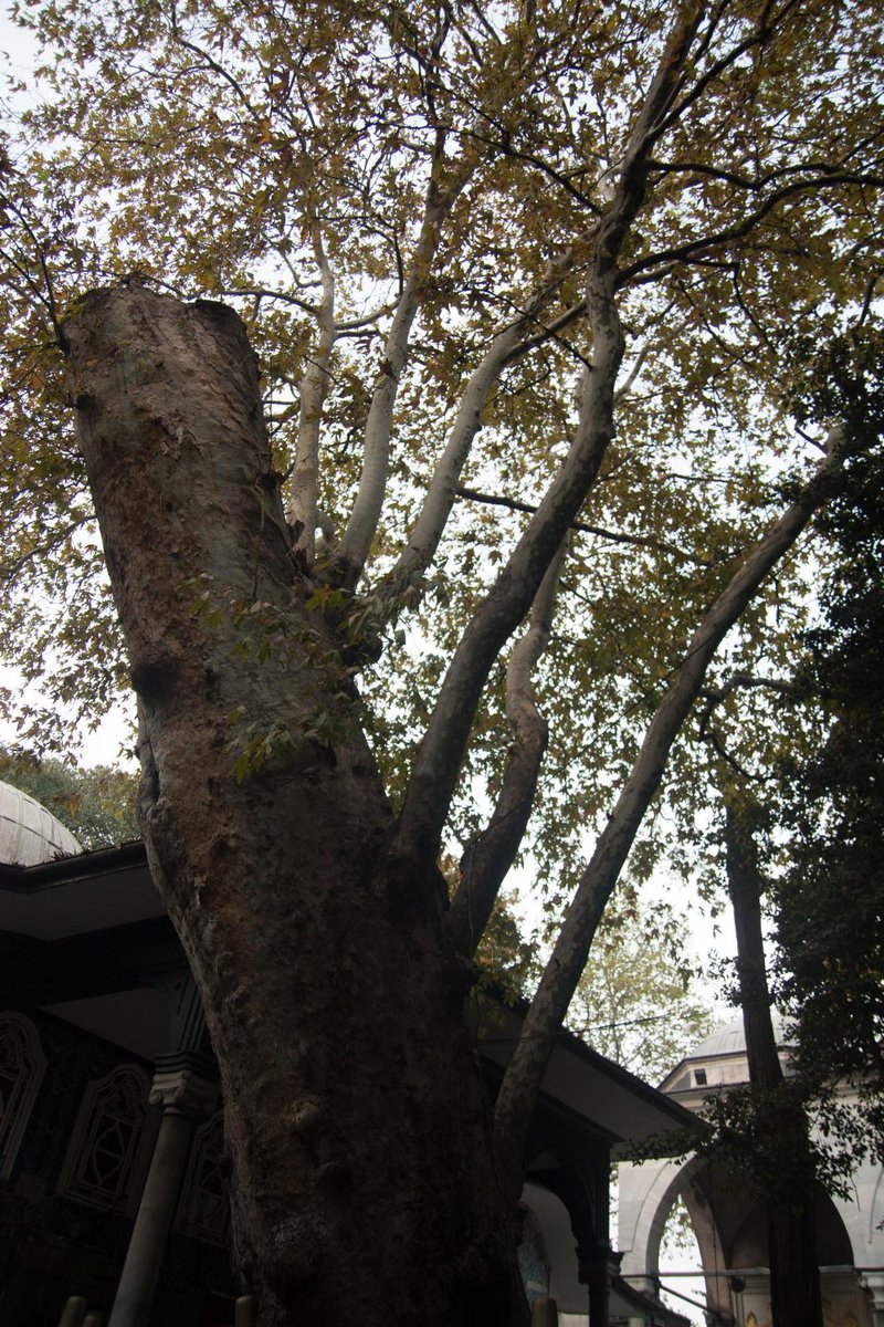 NationwideTree tweet picture