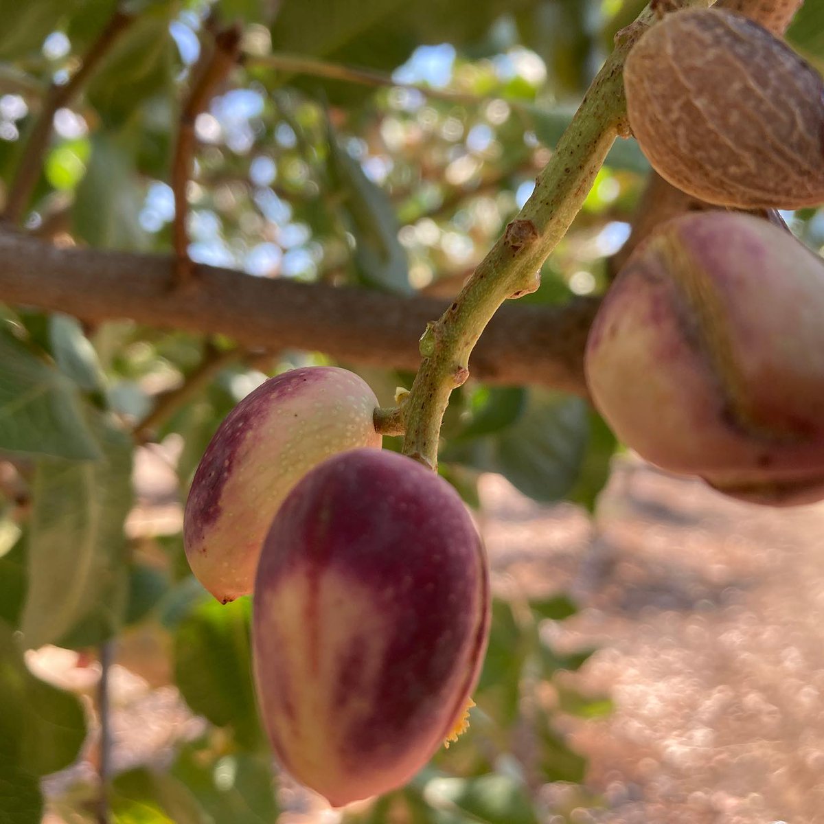 Even though the crop is off, your trees are still working. Post-harvest nutrition helps rebuild reserves, strengthen root systems, &amp; set up next year’s bloom. Don’t let winter nutrition slip—invest in the season ahead.👉Ask our team about nutrient programs designed for nut crops.