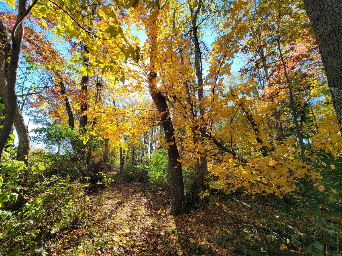 DebMannRN's tweet photo. @TomCoomes Taken today in my back lot in Goshen. Deb Mann https://t.co/Zq7XJpK9cq