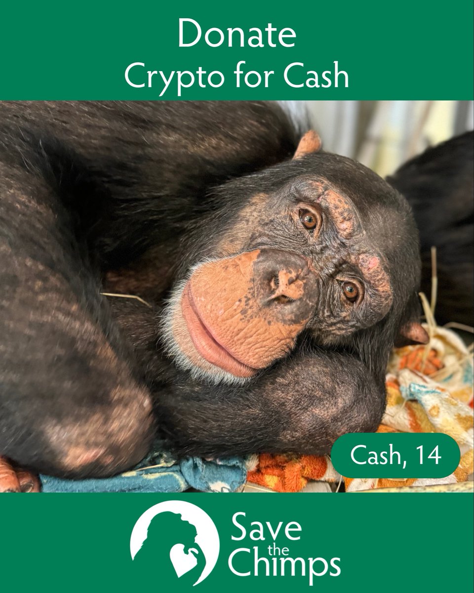 Save the Chimps tweet media