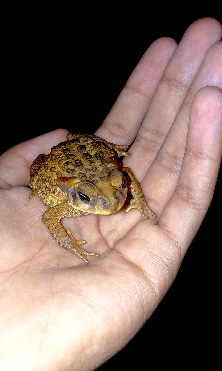 johanicool's tweet image. .
سڕ ببوو بردمە فەلەکەی برسیان لەگەڵ گۆشتەکان  گەرمم کردەوە کابرا کوتی بۆخاتری خودای لایبە مشتەریم لێ دە پەڕێنی بە نەزەری وە چی لێ بکەم ؟

#بۆق #کورد #مهاباد