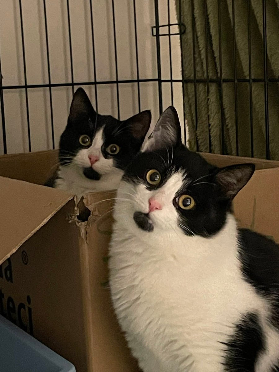 To są siostry 
ROZPOZNAJĘ JE GŁÓWNIE TYLKO DLATEGO, ŻE JEDNA SIĘ BOI, A DRUGA NIE XD