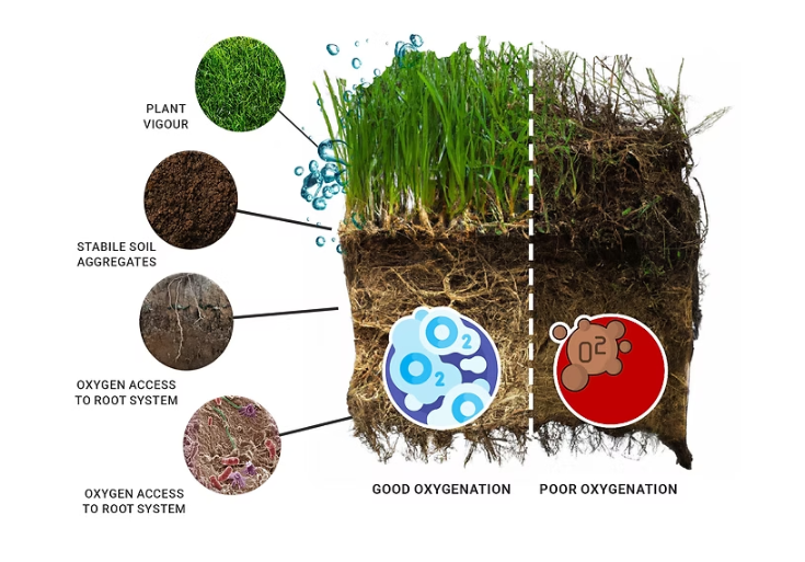 Tiloom's tweet photo. La compactación y la sombra comprometen la salud del césped.

Ensayos de @abundigro confirman que OxyTurf mejora la infiltración, reduce la black layer y refuerza la microbiología del suelo. 🌱

Lee el artículo en la Greenkeepedia 👇
https://t.co/iygPThw9VD https://t.co/vOsJIq4uCA