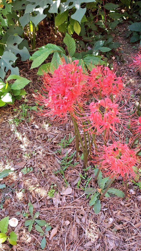 Nobu (@Nobu34010942) / Posts / X