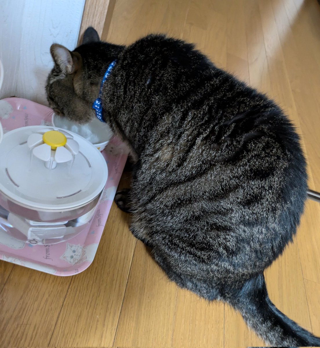 ◆ とんすけ みいすけ みいすけ (@49miske) / Posts / X