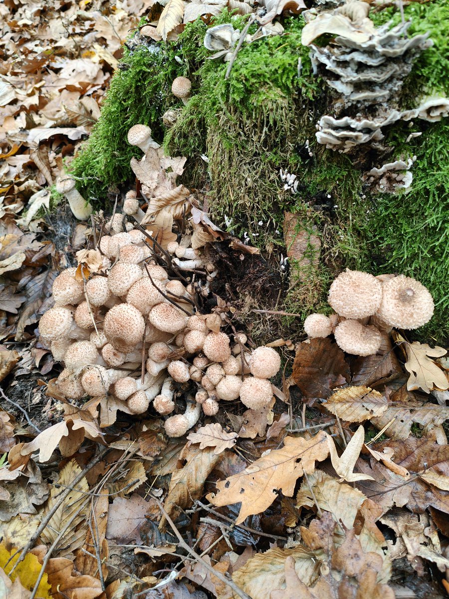 LordCentaur tweet media