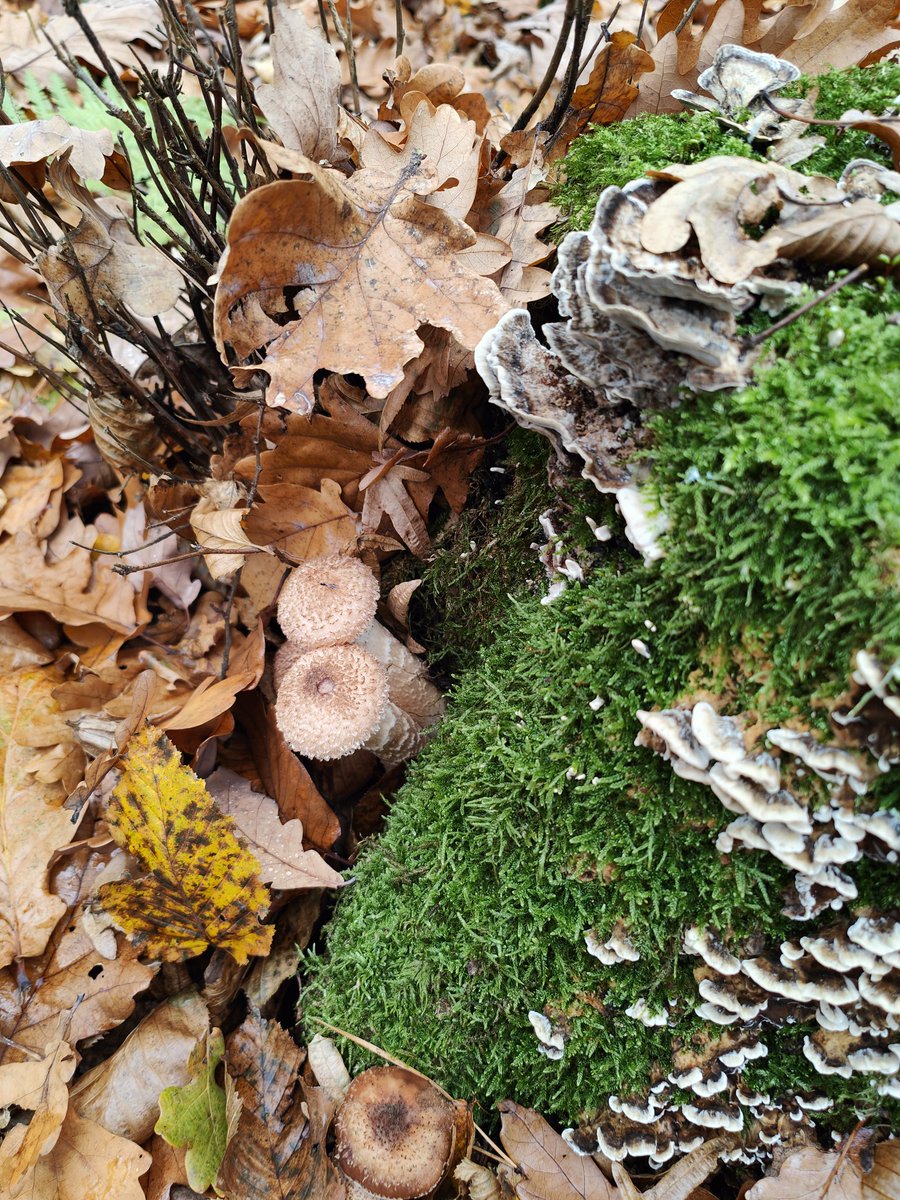 LordCentaur tweet media