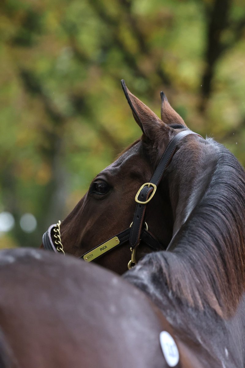 owneycreative's tweet image. ✨ Reigning broodmare of the year, PUCA

Sells tonight at Night of the Stars, Hip 135