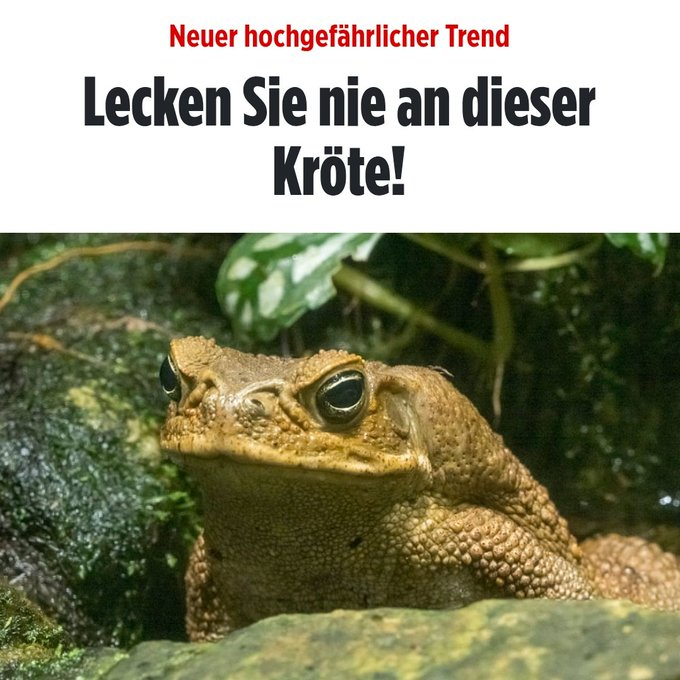 Wiesenthaler's tweet photo. @littlewisehen "Lecken und lecken lassen." 👅
#MottoDerWoche https://t.co/mjWwcSEVqB