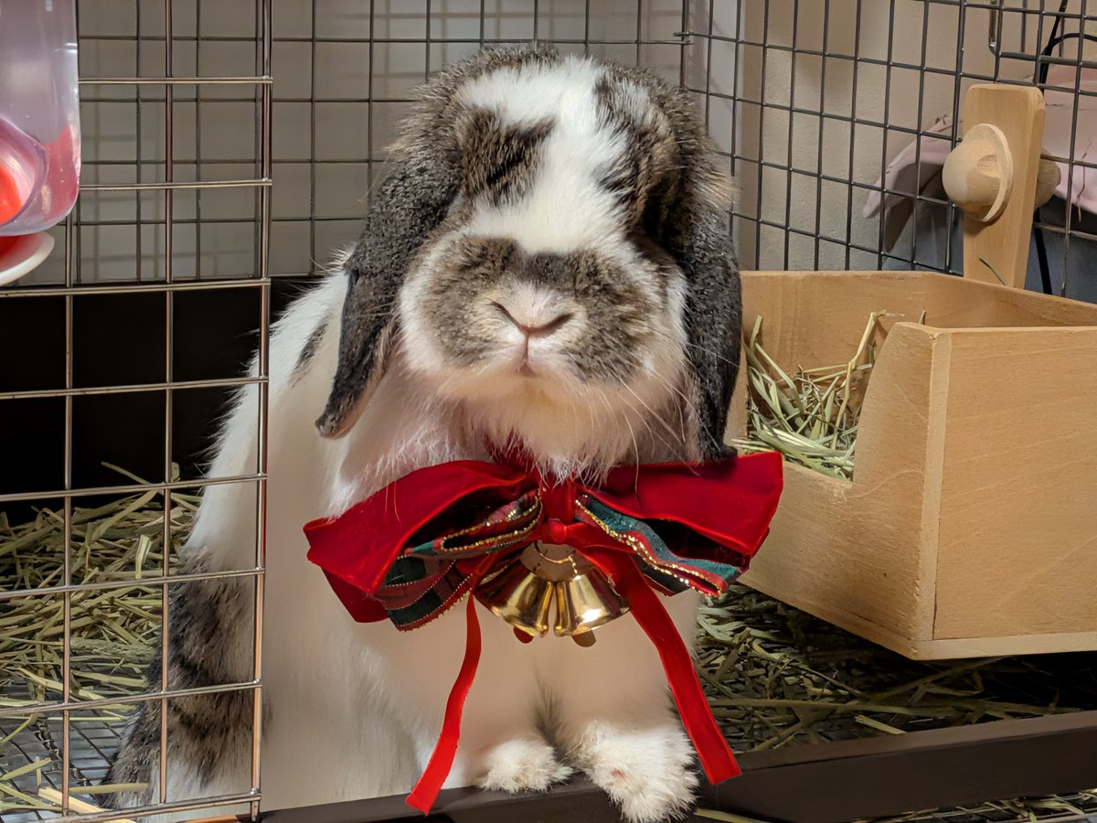 もも♀🍑@うさぎパパ (@momorabbit21) / Posts / X