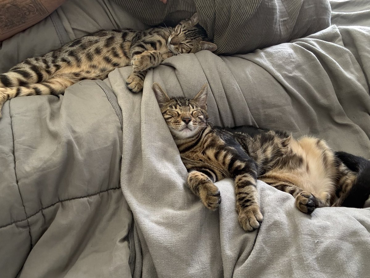 Day off with the kitties