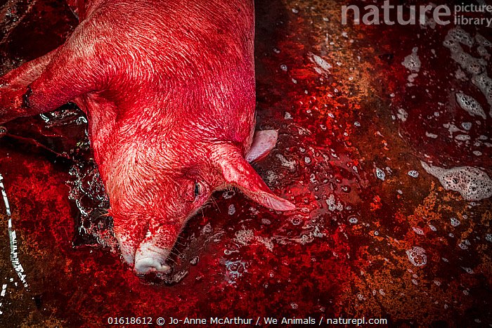 random liberal tweet media