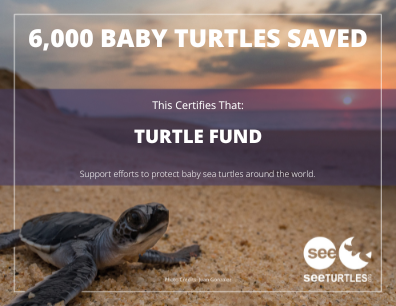 SEE Turtles tweet media