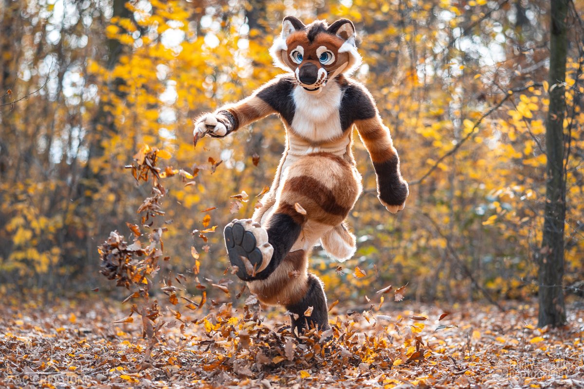 🍂 Good morning!

It’s a beautiful November day – the leaves are full of color, and Zero went out to play among them.
Do you also love the colors of autumn? 🍁

📸 <a href="/FurCPhoto/">Furry C. Photo</a> 
#ZCCreations