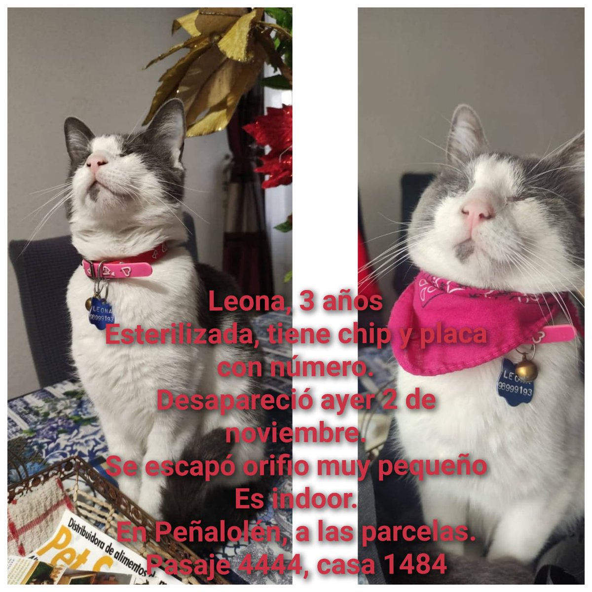 Aprovecho de compartir gatito ciego perdido en Peñalolén -santiago
I’m voting #Jin for #2025MAMAVOTE