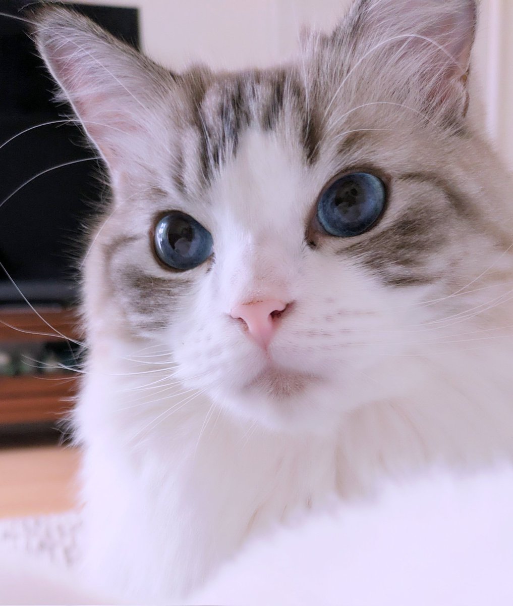 青い瞳のねこ (@jayro8376) / Posts / X